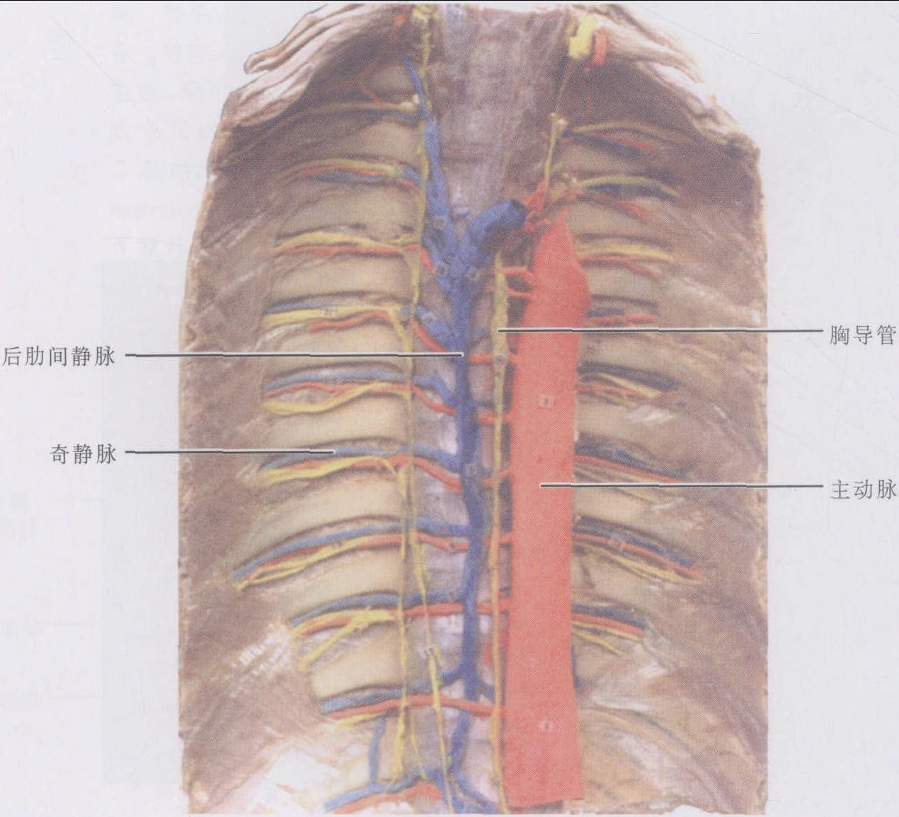 图3-43 腋窝的血管和神经(1)-骨科临床解剖学-医学